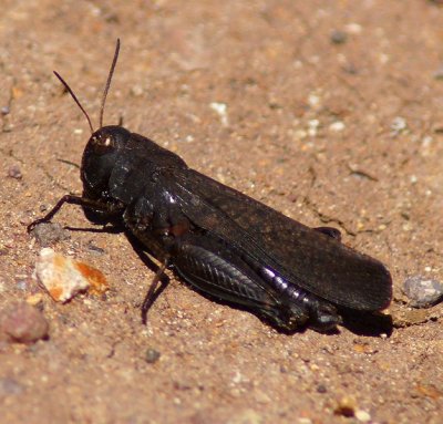 Red-winged Grasshopper