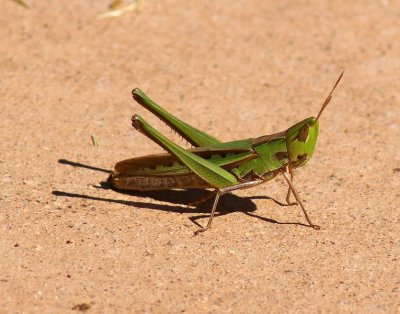 Montazuma Grasshopper