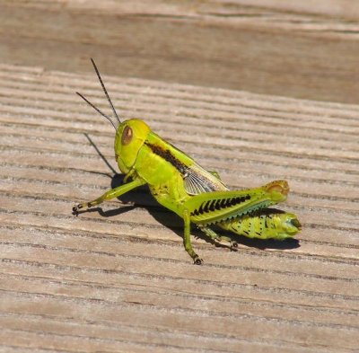 Differential Grasshopper Nymph
