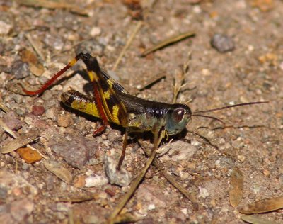 Yellow-belly Boopie Grasshopper