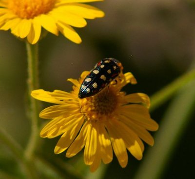 Flower Buprestid