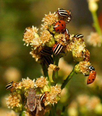 Bug's & Beetles Galore