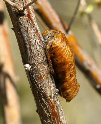 Praying Mantis Egg Case with Wasp Holes