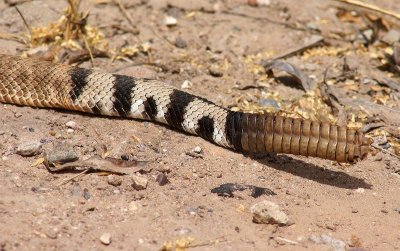 4ft. Diamondback