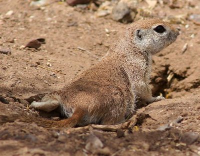 Round-tail Ground Squirrel