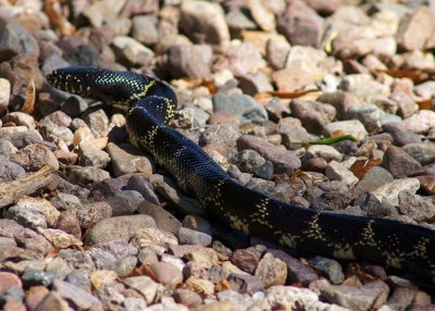 Desert King Snake