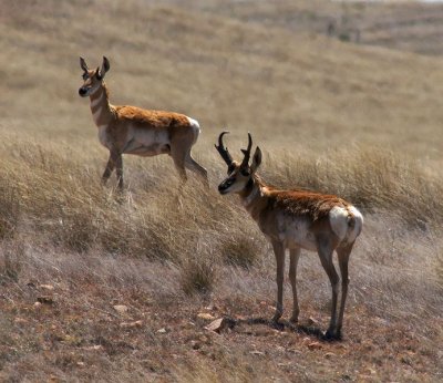 Chihuahuan Pronghorns