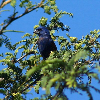 Blue Grosbeak-Male