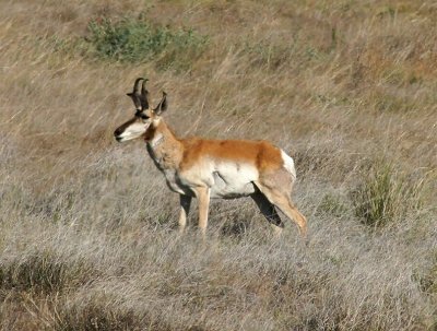 Chihuahuan Pronghorn