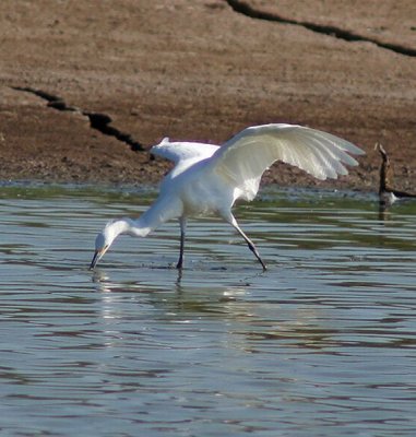 AZ. Birds & Critter's 2015