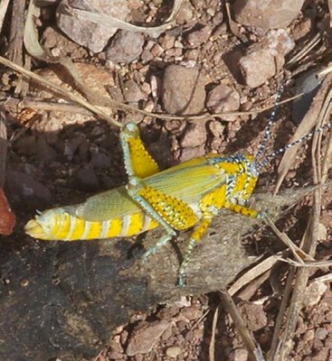 Panther-spotted Grasshopper