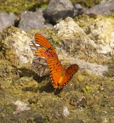 Southern Arizona Butterflies
