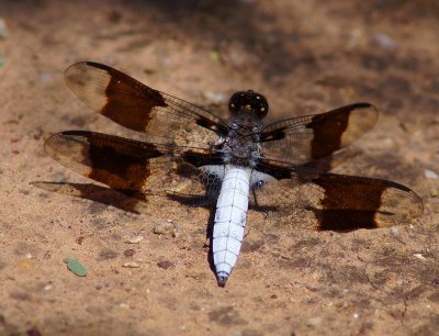 AZ. Bird's & Critter's 2016