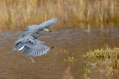 Little Blue Heron