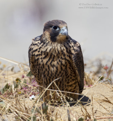 Juvenile Peregrine Falcon on Cliff 