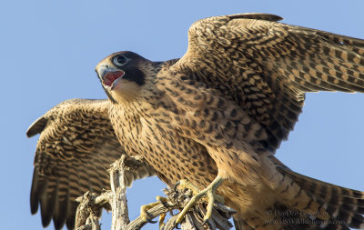 Juvenile Peregrine Up Close