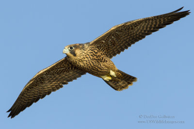 Peregrine Falcon Fledgling  in Flight 