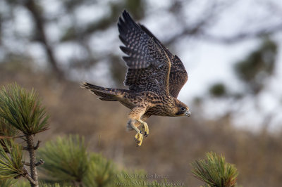 Peregrine Launch from Pine Trees 