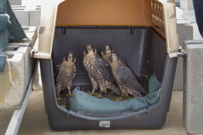 Peregrine Falcon Fledglings in Temporary Nest on 18 Story Roof