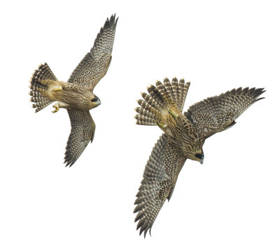Two Fledges Flying 