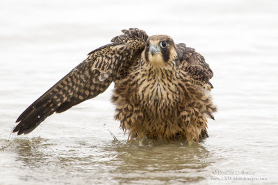 Peregrine Falcon Taking Bath in The Pacific Ocean