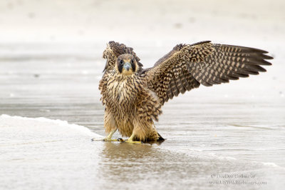 Peregrine With Waves Coming in Wings Out 