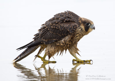Peregine Falcon in Wet Sand 