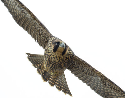 peregrine_falcons_2015