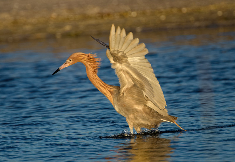 Reddish Egret