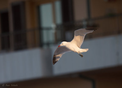 Audouins Meeuw - Audouin's Gull