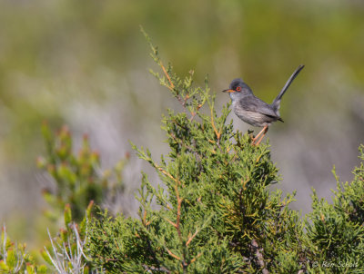 Balearische Grasmus - Balearic Warbler