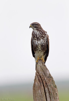 Buizerd C1DX_09464.jpg