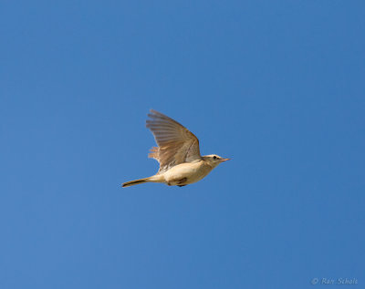 Duinpieper - Tawny Pipit