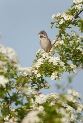 Grasmus C1D4_44129.jpg