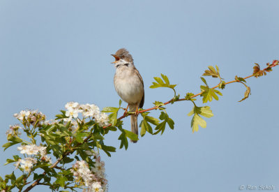 Grasmus C1D4_44305.jpg