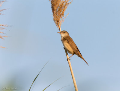 Grote Karekiet - Great Reed Warbler