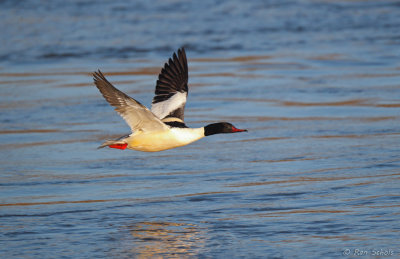 Grote Zaagbek - Goosander