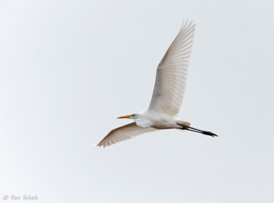 Grote Zilverreiger C1DX_10995.jpg