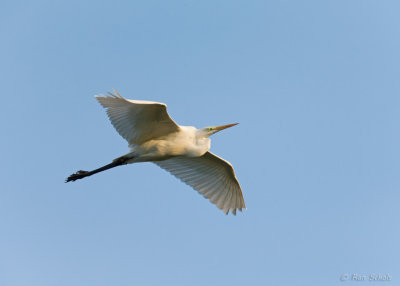 Grote Zilverreiger C1DX_12359.jpg