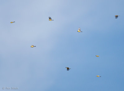 Koolmees - Great Tit
