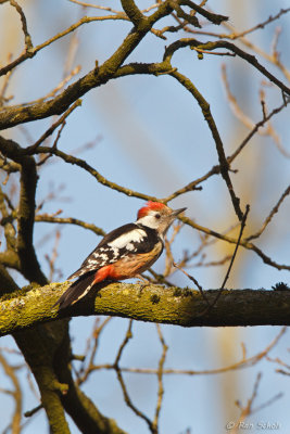 Middelste Bonte Specht - Middle Spotted Woodpecker