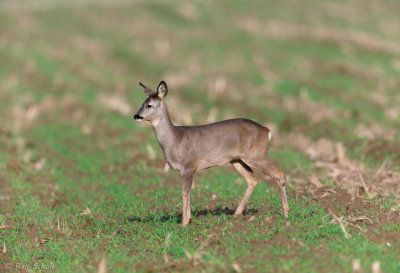 Ree C1DX_12148.jpg