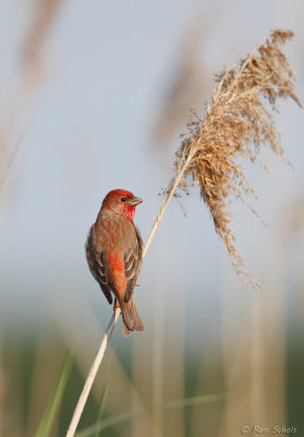 Roodmus - Common Rosefinch