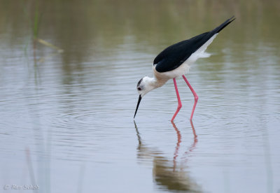 Steltkluut - Black-winged Stilt