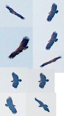 Bastaardarend - Greater Spotted Eagle
