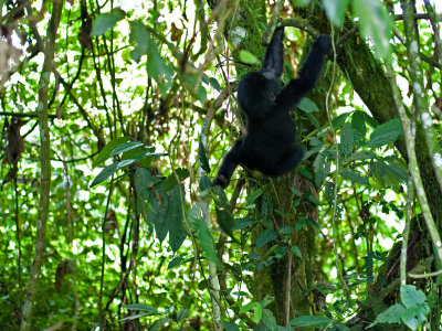 Bwindi Forest, Uganda