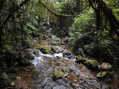 Bwindi Forest (Waterfall Trail), Uganda