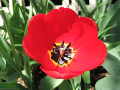 tulip.jpg