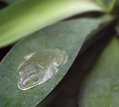 fleischmann's glass frog