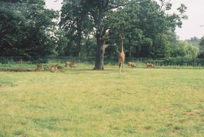 Serengetti giraffe